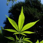 Marihuana lecznicza - co leczy?